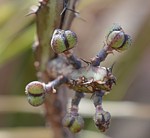 Euphorbia tenuispinosa PV2749 Mariakani vychodne GPS182 Kenya 2014_1553.jpg